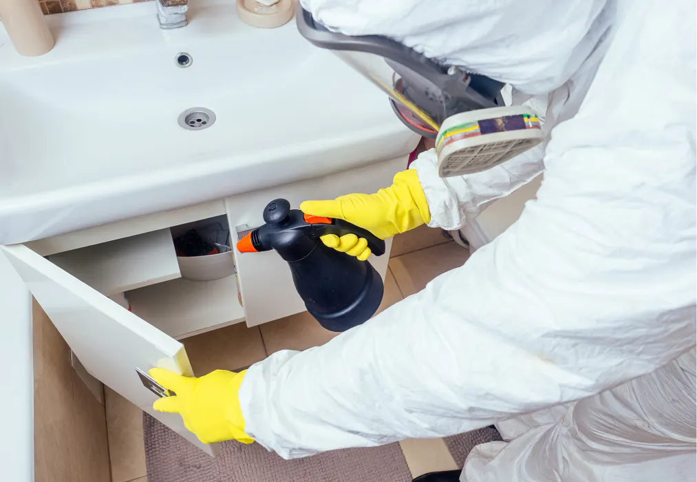 La Importancia Crucial de Fumigar las Oficinas: Protección, Salud y Productividad